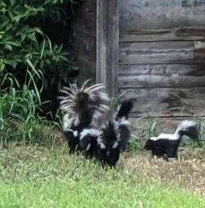 Meet your Posher, Anne